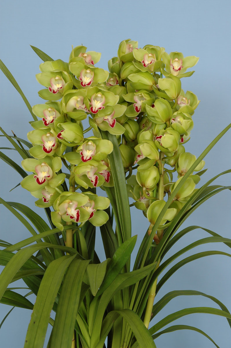 すべての花の画像 50+素晴らしいシンビジウム 品種 一覧