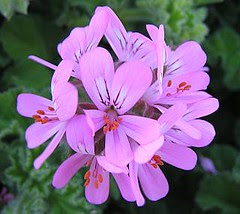pelargonium capitatum flor