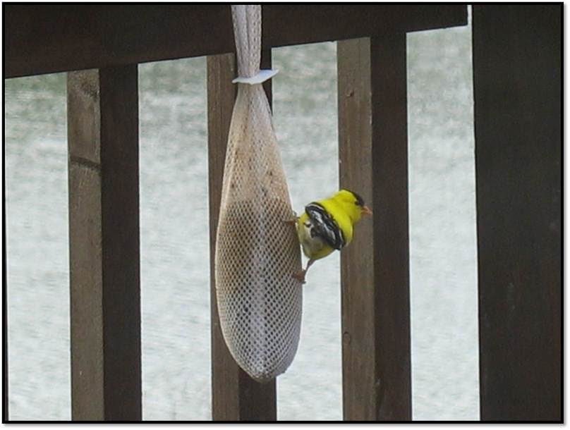 share-goldfinch-birdhouse-plans-norwegian-wood