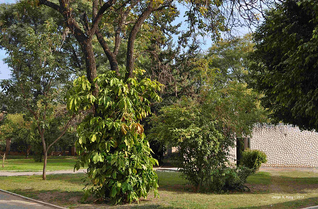 Arbolada del jardín