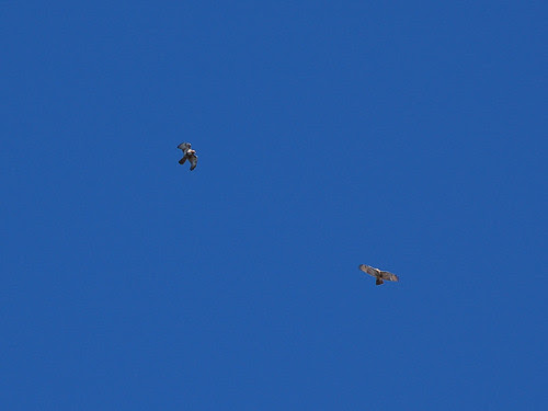 Juvenile Red-Tailed Hawks over Riverside Drive