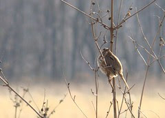 Song sparrow