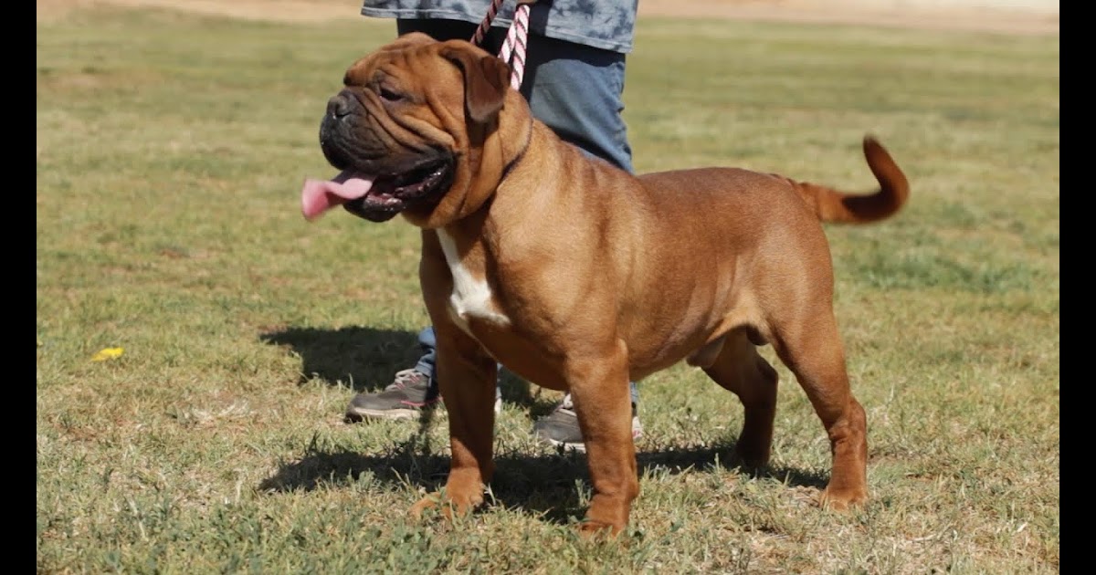 English Bulldog Mastiff Mix Puppies For Sale - englshrini