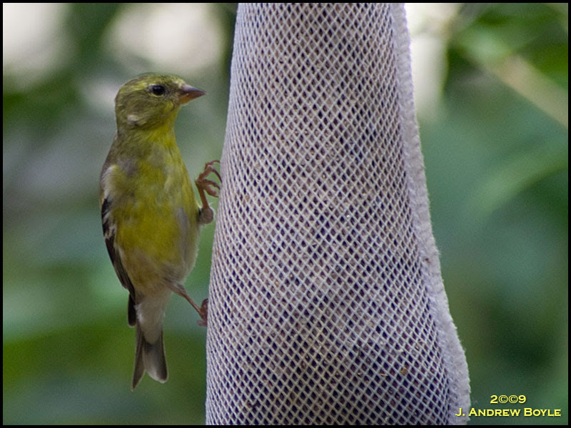 American Goldfinch