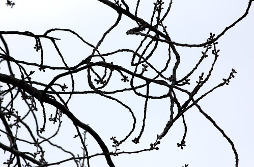 Cherry Blossoms