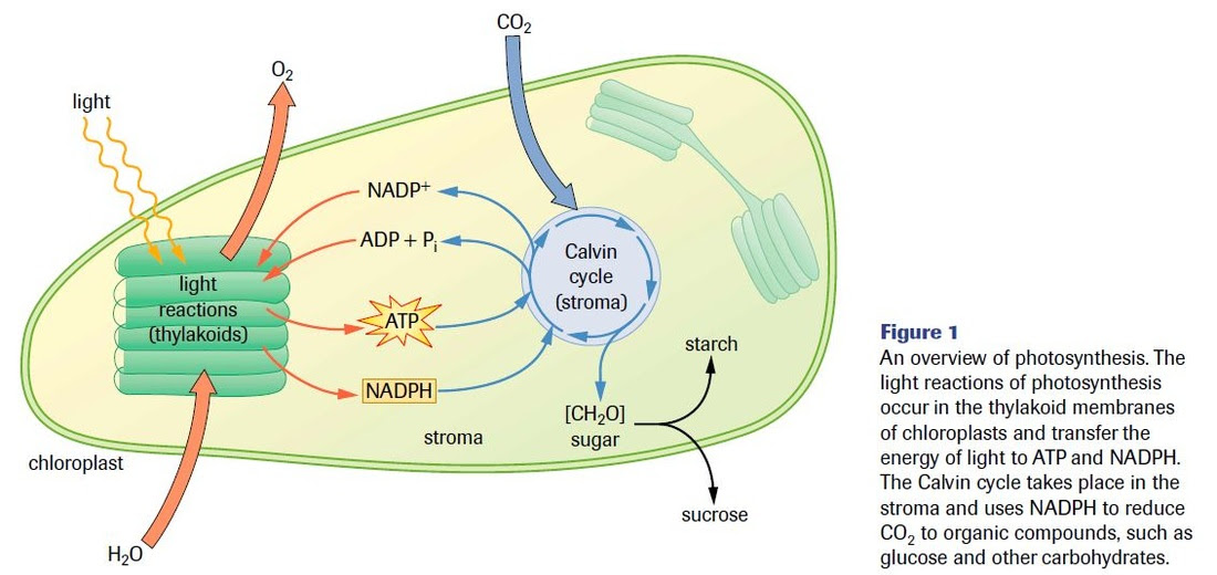 Photosynthesis And Chloroplast Diagram Worksheet - Aflam-Neeeak