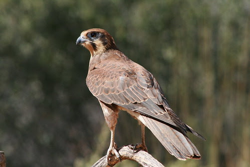 Kite