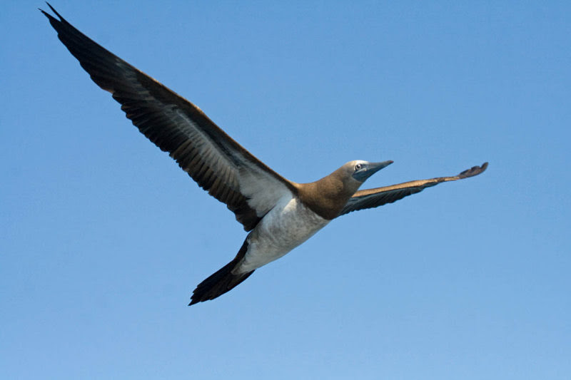 Brown Booby Brown Booby