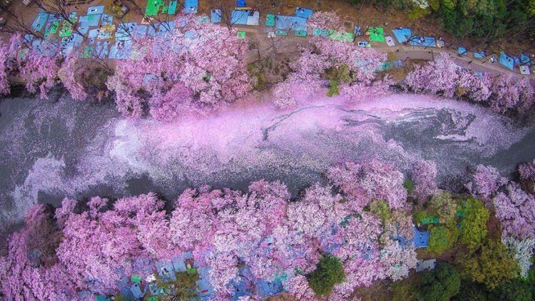 Paling Bagus 12 Lukisan Pemandangan Bunga Sakura - Rian