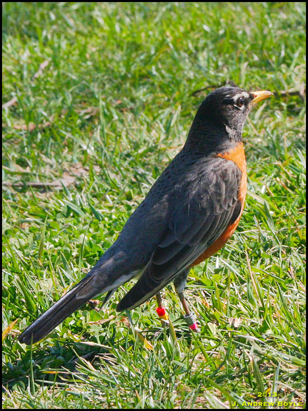 American Robin American Robin