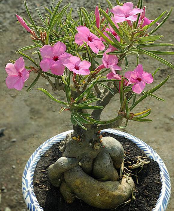 adenium-swazicum1 (579x700, 96Kb)