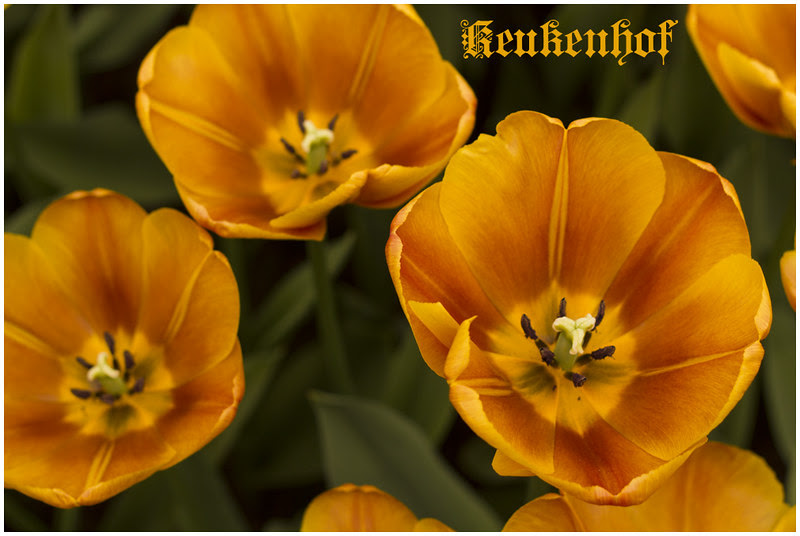 Keukenhof_00