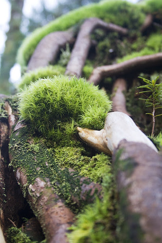 mossy roots