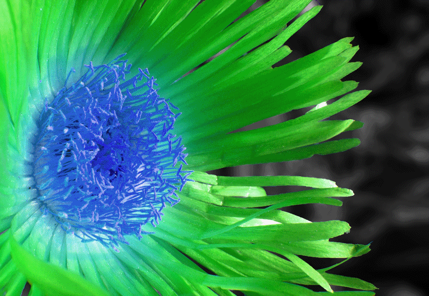 Trippy Flower GIF by ~pessoadapaz on deviantART