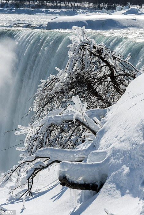 Tree branches at the Horseshoe Falls are frozen over