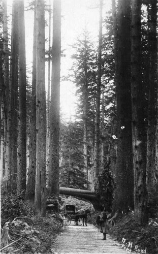 Plank road in forest in Tillamook County, Oregon