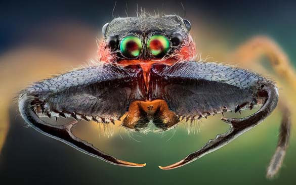 Εκπληκτικές macro φωτογραφίες εντόμων (12)