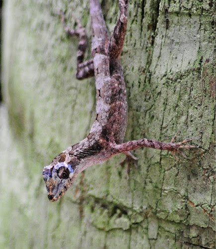 Anole