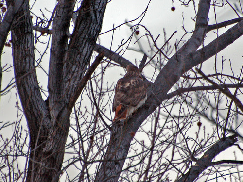 Inwood Hill Red-Tail