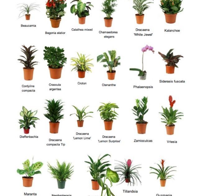 Best Small House Plants - Indoor Plants