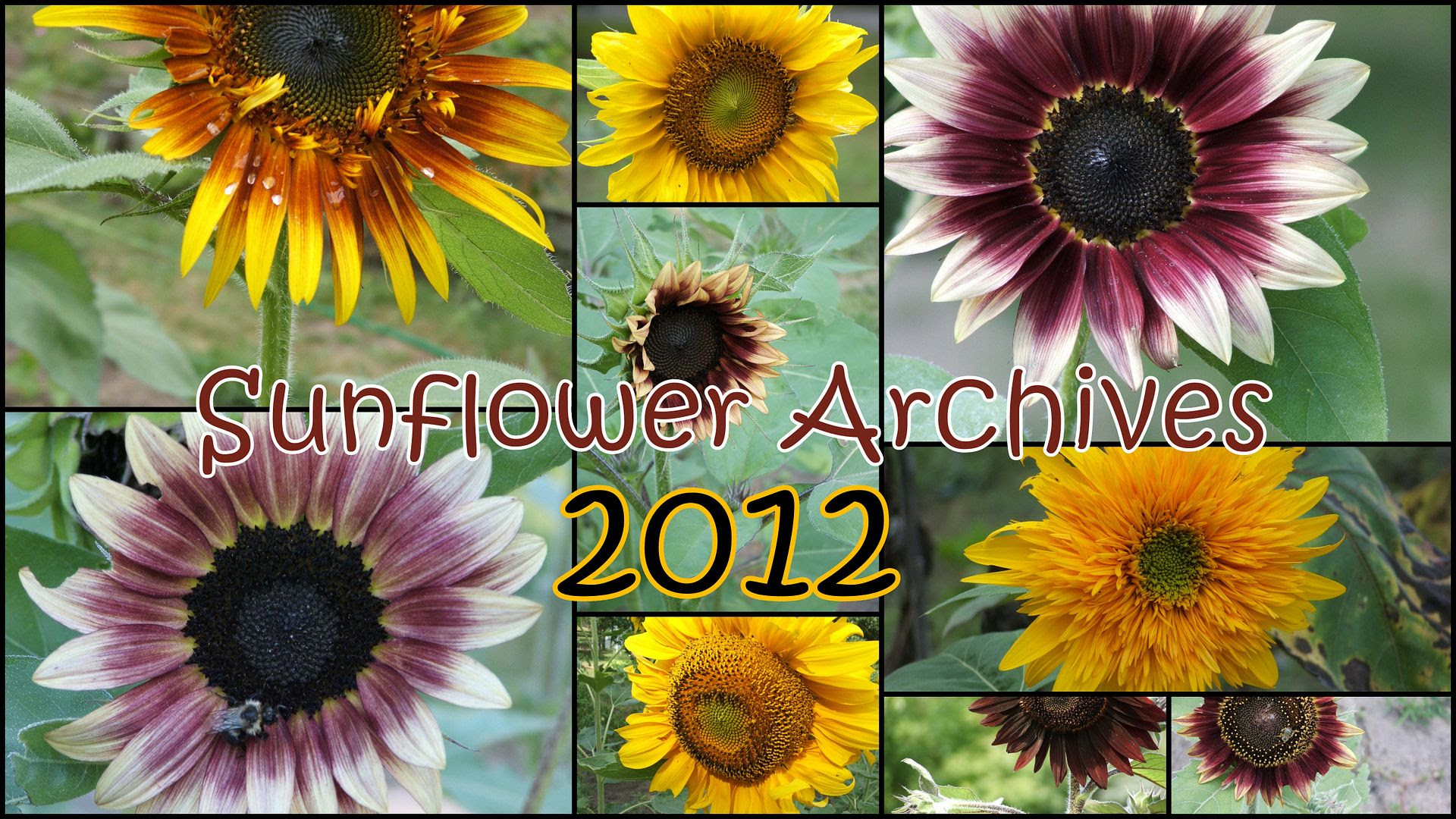 by AngieOuellette-Tower for godsgrowinggarden.com photo 2012-09-007_zpsf8304cb2.jpg