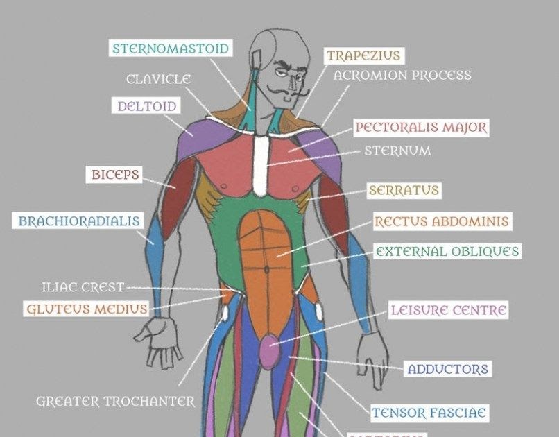 Diagram Of Male Groin Area / Sculpted Male Pubic Areas | Spots Men S