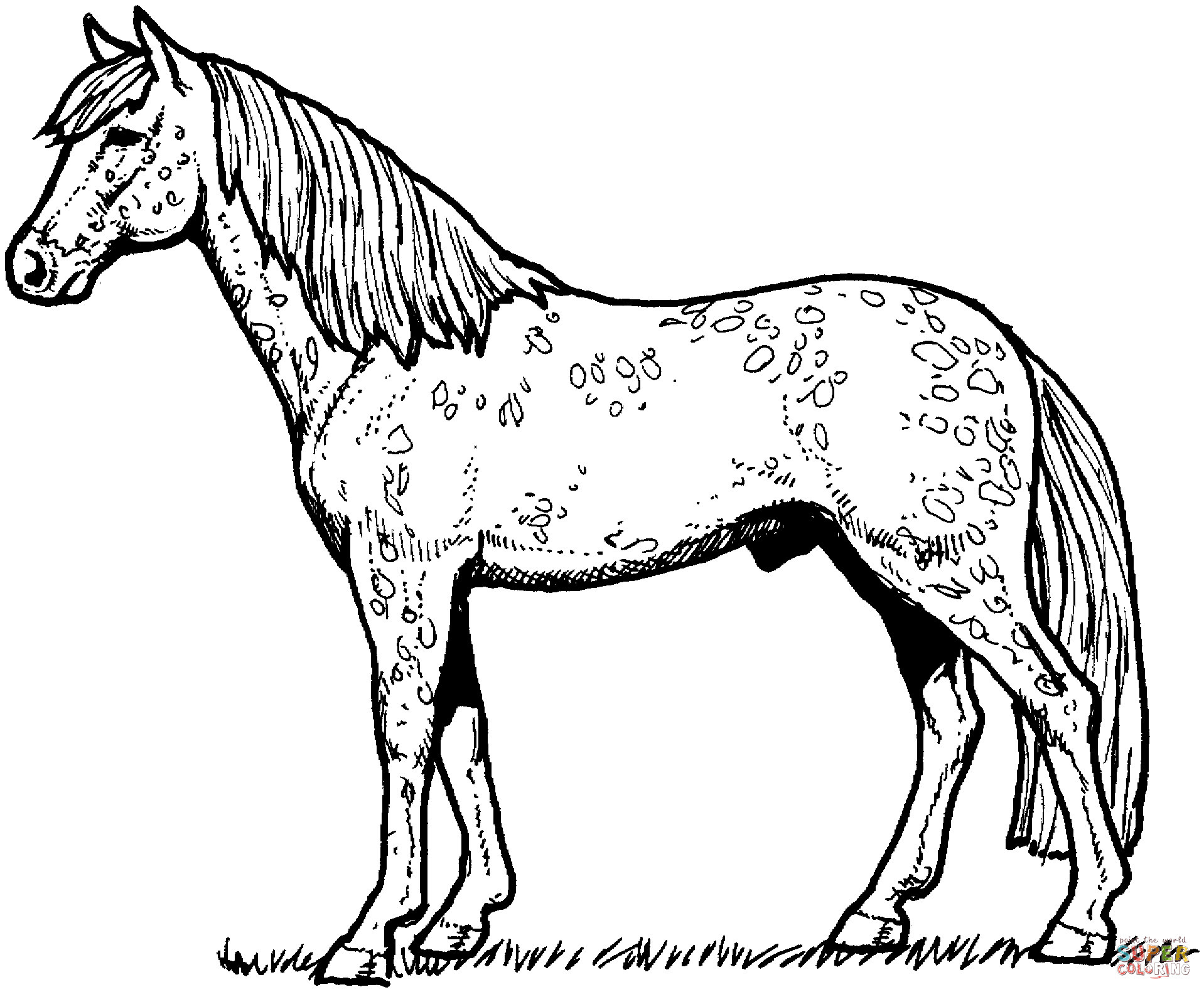 Detailed Realistic Horse Coloring Pages : Detailed horse coloring pages