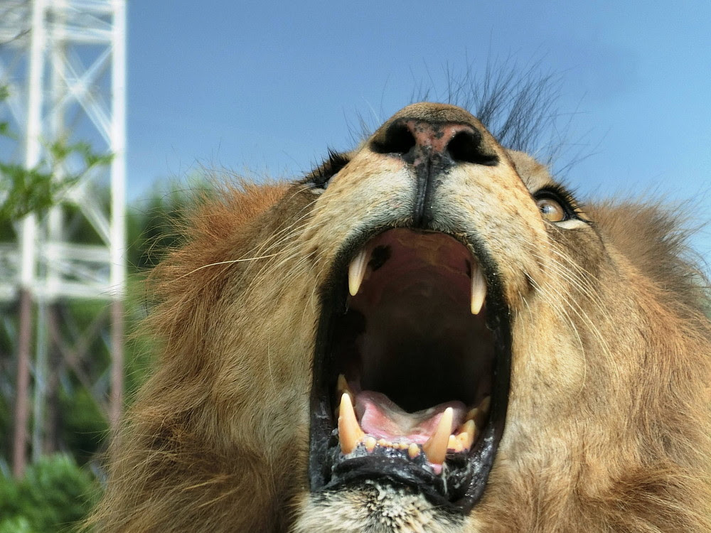 綺麗なかっこいい 動物 威嚇 最高の動物画像