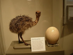 ostrich chickie