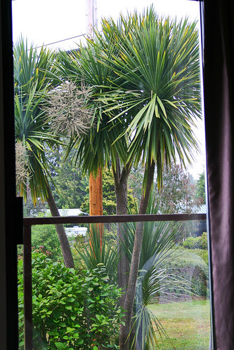 Palm Trees in BC