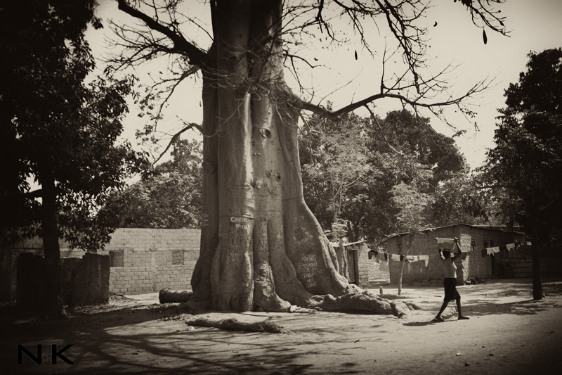 caxito-baobab
