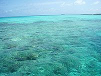 Maldive reefs