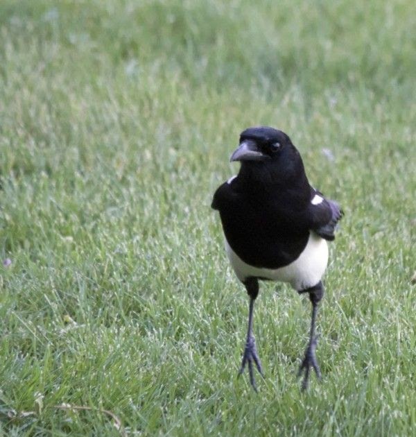 Elstern Im Garten / Elsternplage Was Tun Darf Man Elstern