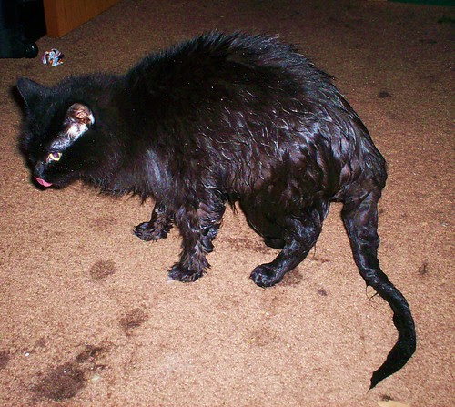 Wet pussy
