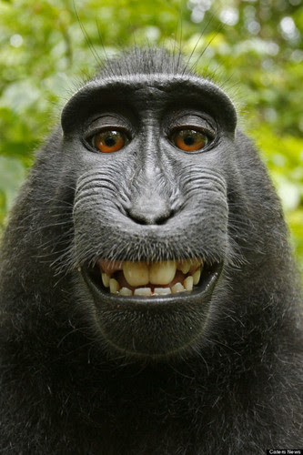 黑冠猕猴自拍照