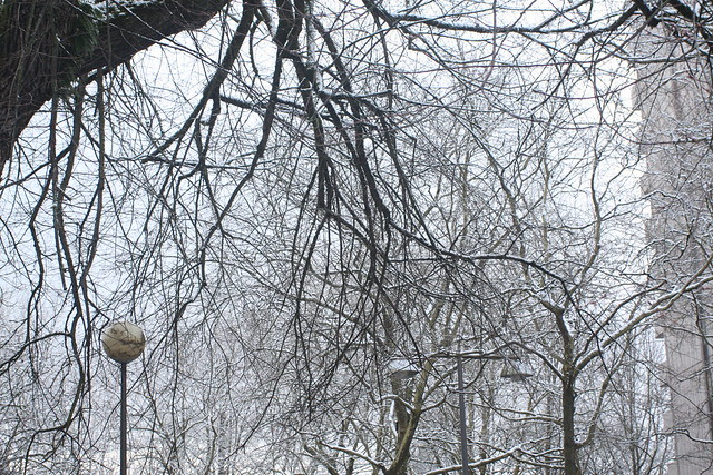 snow, february 2011