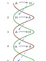 ...the double helix of a musical DNA... intersection double helix