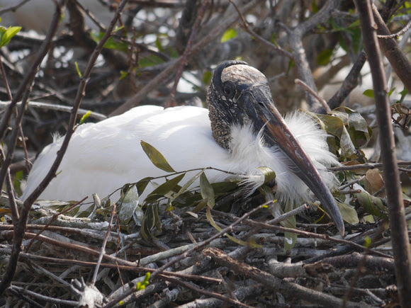 Ed Gaillard: birds &emdash; Wood Stork on nest, Wakodahatchee Wetlands, Florida
