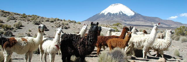 Parc de Lauca, `Chungara