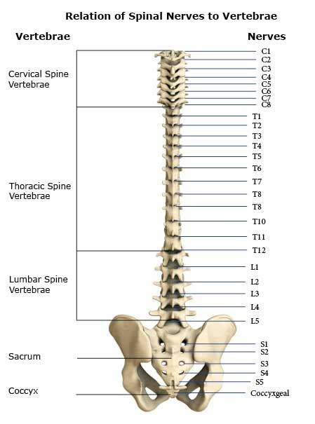 spinal nerves cervical thoracic lumbar sacral coccyxgeal