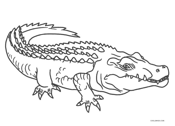 Coloring Pages Alligator  Coloring Page Book Free Download