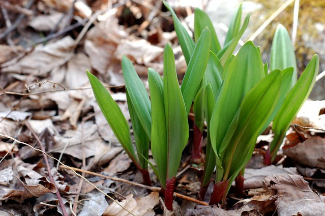 A clump of wild leeks growing near a streambed by Eve Fox, Garden of Eating blog, copyright 2011