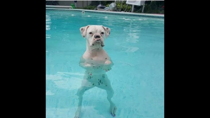 上犬 面白い写真 インスピレーションを与える名言