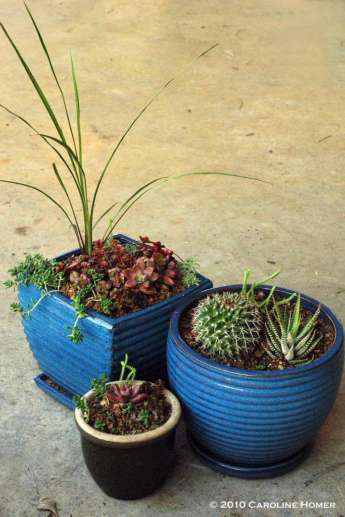 Trio of succulent pot gardens