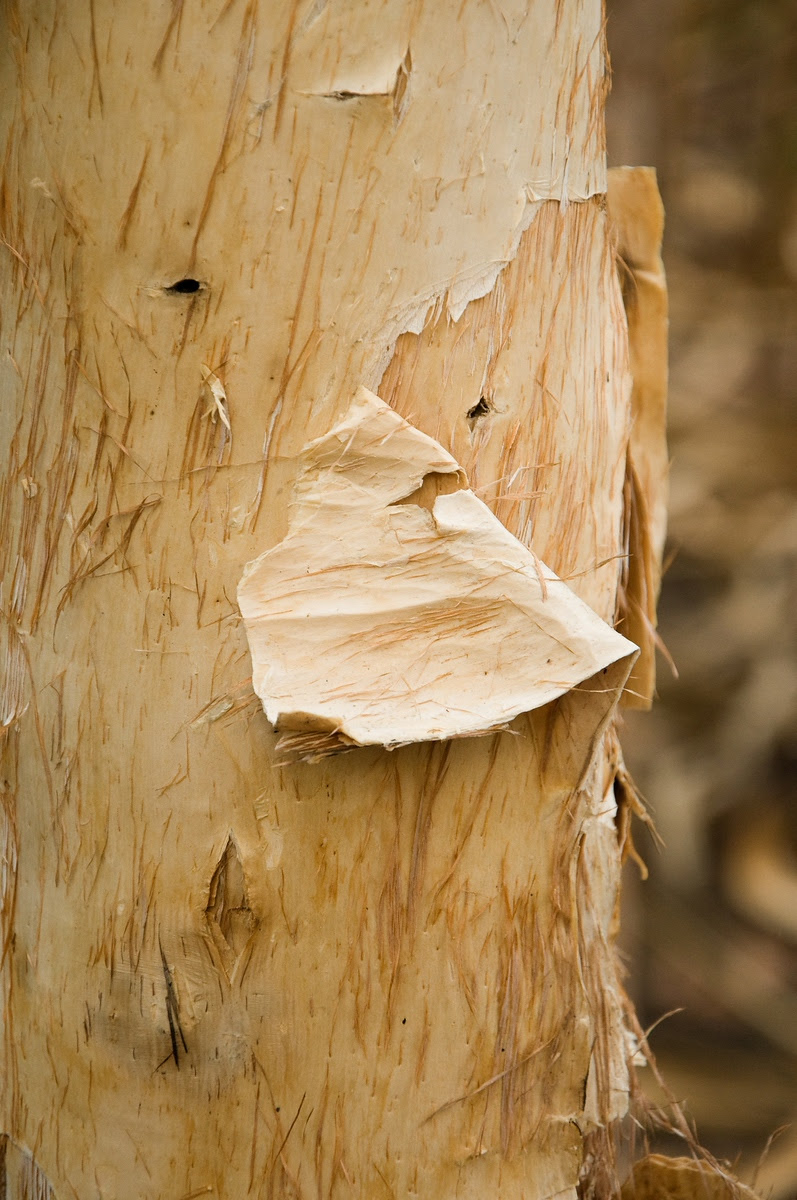 Tofu Photography Paperbark bark