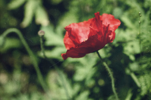 Poppy
