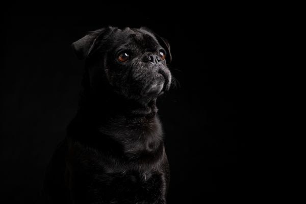 Beautifull Makna Black Dog Kabar Tattoos Pictures Paling Dicari