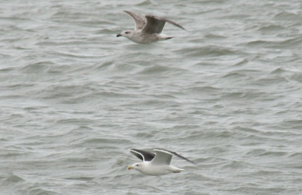 Lesser Black-backed Gull