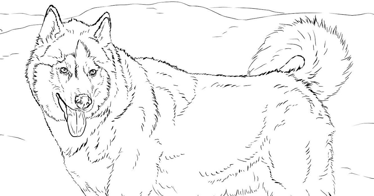 Cute Baby Husky Coloring Pages - George Mitchell's Coloring Pages