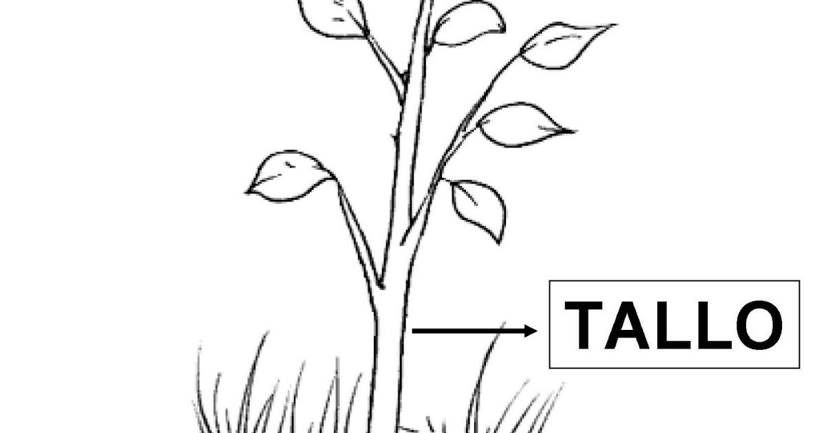 La Planta Y Sus Partes Para Ninos Para Colorear Noticias Ninos